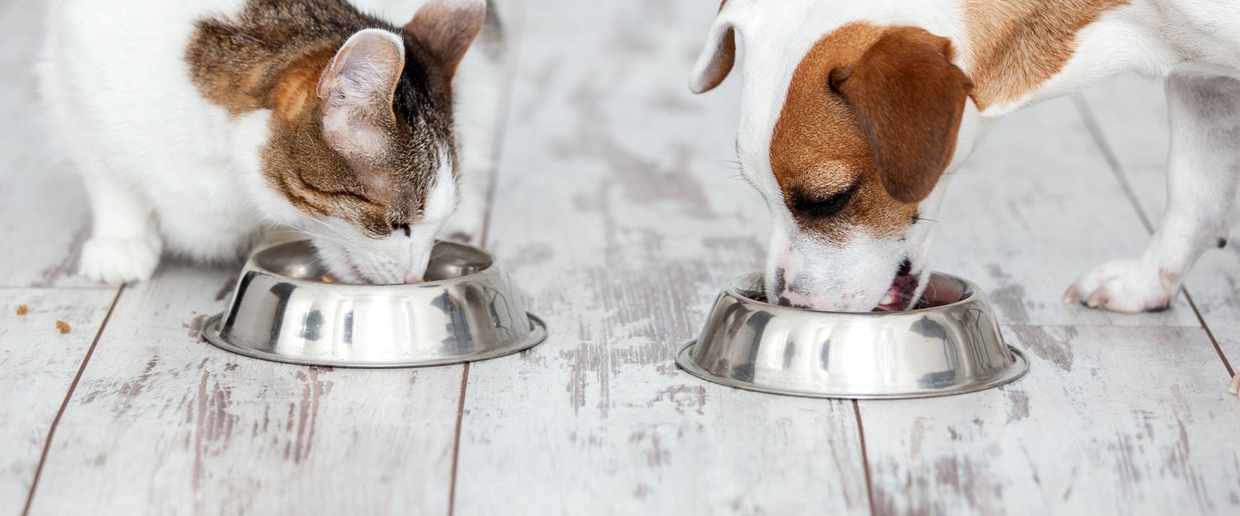 Hund und Katze fressen aus Napf